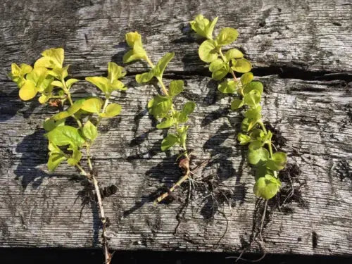 6x Goldilocks Creeping Jenny Rooted Cuttings Trailing Plant Hardy ground cover Royalcart