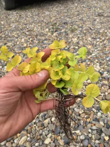 6x Goldilocks Creeping Jenny Rooted Cuttings Trailing Plant Hardy ground cover Royalcart