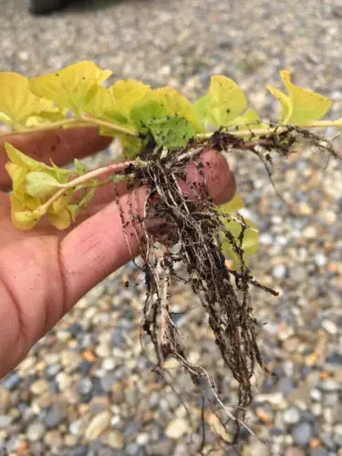 6x Goldilocks Creeping Jenny Rooted Cuttings Trailing Plant Hardy ground cover Royalcart