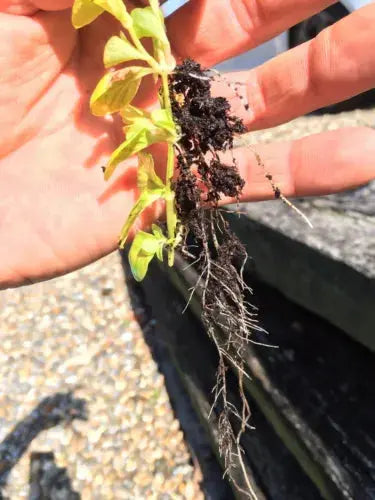 6x Goldilocks Creeping Jenny Rooted Cuttings Trailing Plant Hardy ground cover Royalcart