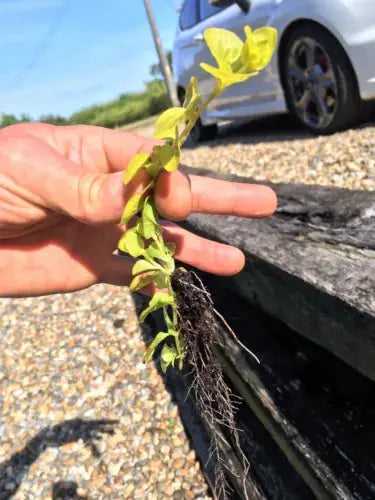 6x Goldilocks Creeping Jenny Rooted Cuttings Trailing Plant Hardy ground cover Royalcart