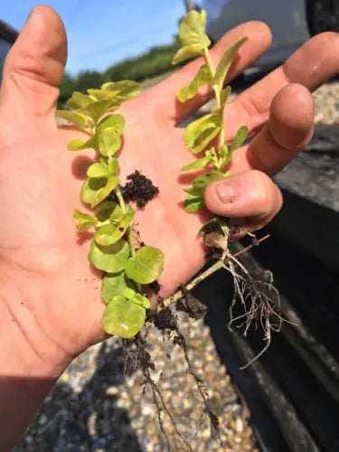 6x Goldilocks Creeping Jenny Rooted Cuttings Trailing Plant Hardy ground cover Royalcart