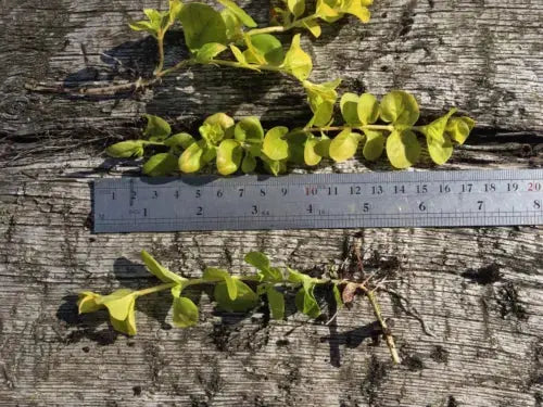 6x Goldilocks Creeping Jenny Rooted Cuttings Trailing Plant Hardy ground cover Royalcart