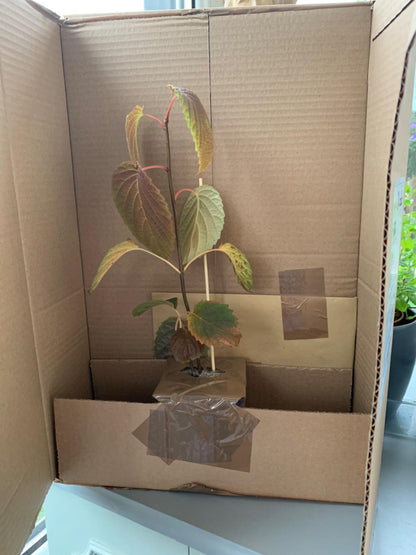 DAVIDIA INVOLUCRATA - Dove Tree - 20-25cm Tall Starter Plant in a 7cm Pot