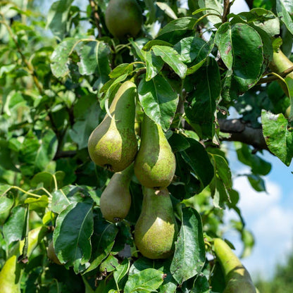 Fruit Tree Collection ‘Mini Fruit Tree’ Apple Pear Cherry Hardy Tree Fresh Fruit to Grow 9cm Potted