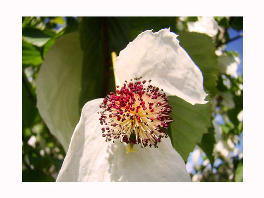 DAVIDIA INVOLUCRATA - Dove Tree - 20-25cm Tall Starter Plant in a 7cm Pot