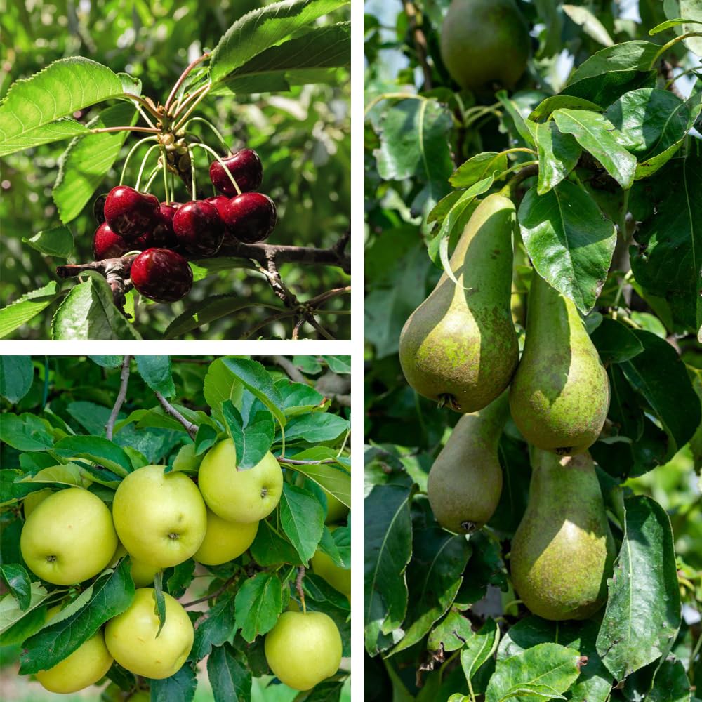 Fruit Tree Collection ‘Mini Fruit Tree’ Apple Pear Cherry Hardy Tree Fresh Fruit to Grow 9cm Potted