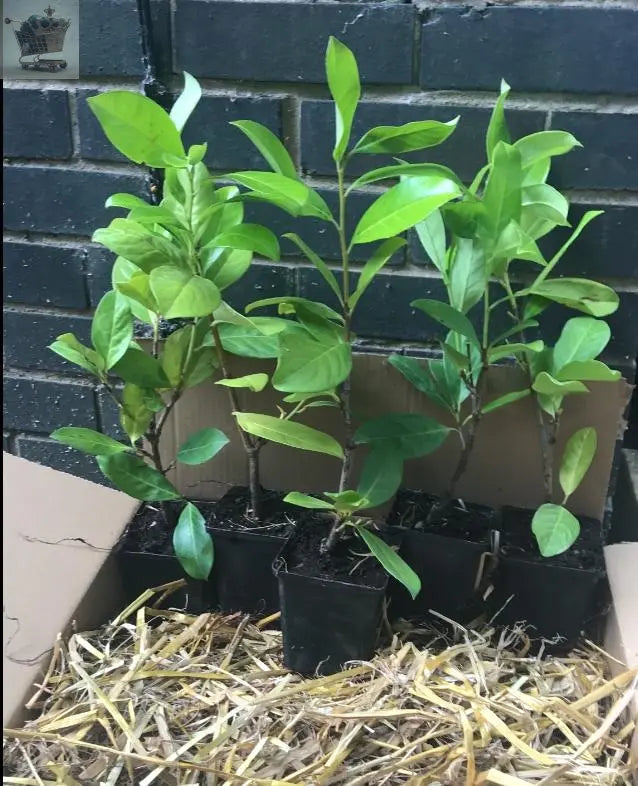 8 Cherry Laurel Hedging 30-40cm Tall Potted Gearcourt