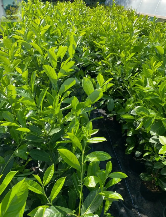 80 x Cherry Laurel Hedging Plants (4ft+ ft Tall) in Pots,Prunus Rotundifolia Royalcart