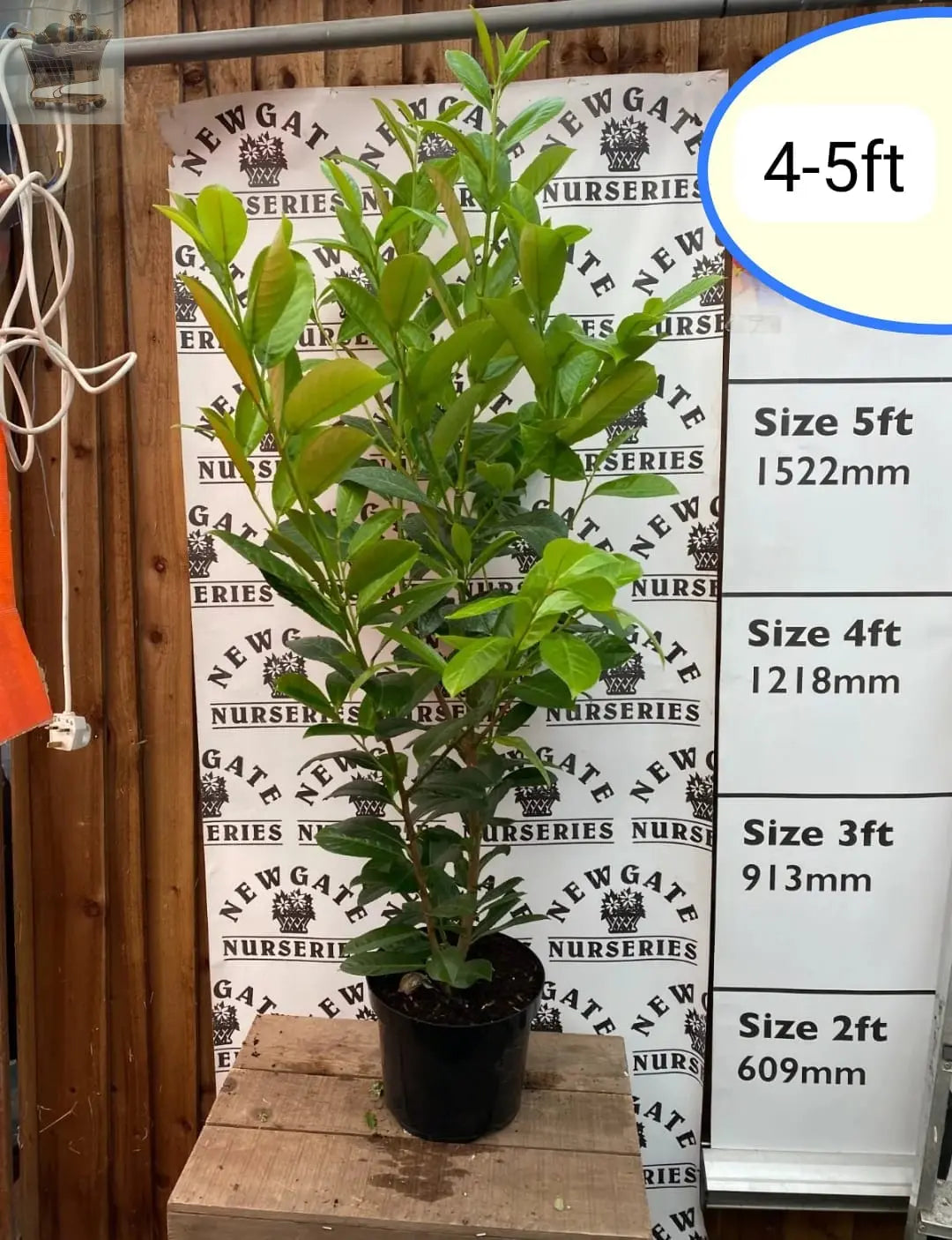 80 x Cherry Laurel Hedging Plants (4ft+ ft Tall) in Pots,Prunus Rotundifolia Royalcart