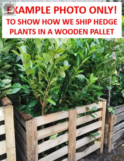 80 x Cherry Laurel Hedging Plants (4ft+ ft Tall) in Pots,Prunus Rotundifolia Royalcart