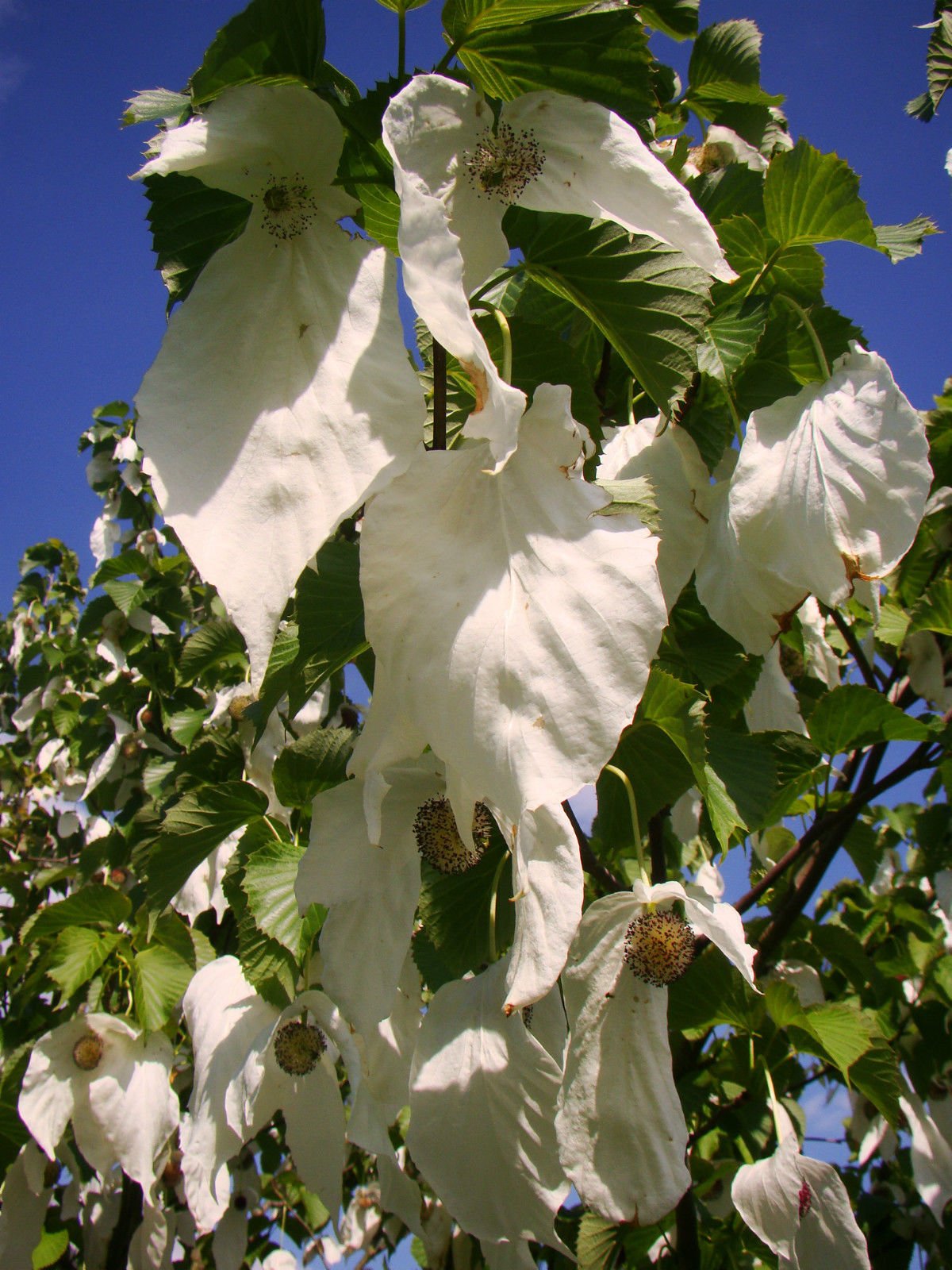 DAVIDIA INVOLUCRATA - Dove Tree - 20-25cm Tall Starter Plant in a 7cm Pot