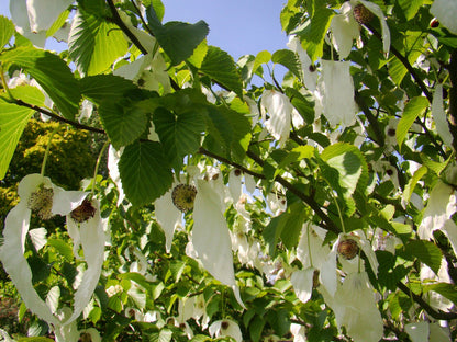 DAVIDIA INVOLUCRATA - Dove Tree - 20-25cm Tall Starter Plant in a 7cm Pot