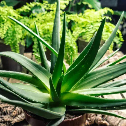 ALOE VERA Viable Seeds - Medicinal Plant - UK Stock Royalcart