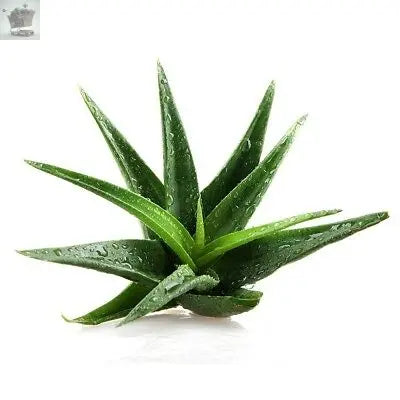 ALOE VERA Viable Seeds - Medicinal Plant - UK Stock Royalcart