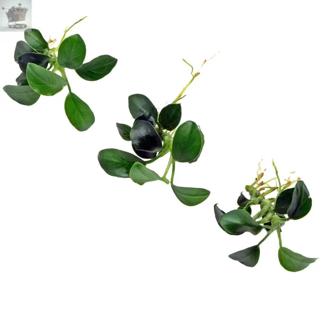 ANUBIAS NANA PETITE x 3 - mini nano dwarf for wood Live Aquarium Aquatic Plants Royalcart