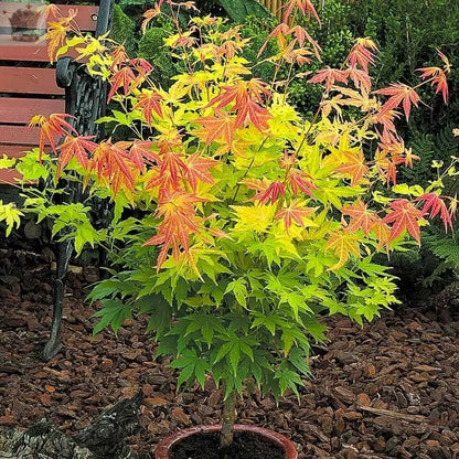 Acer Orange Dream Plant Japanese Maple Tree Royalcart