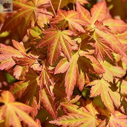 Acer Orange Dream Plant Japanese Maple Tree Royalcart