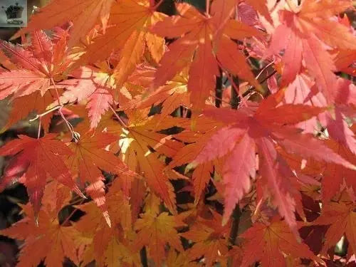 Acer Orange Dream Plant Japanese Maple Tree Royalcart