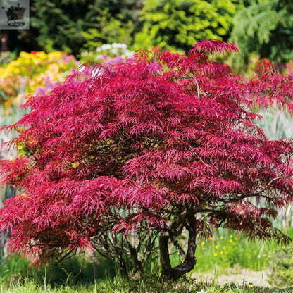 Acer Palmatum Atropurpureum Hardy Japanese Garden Maple Tree 9cm potted plant Gearcourt