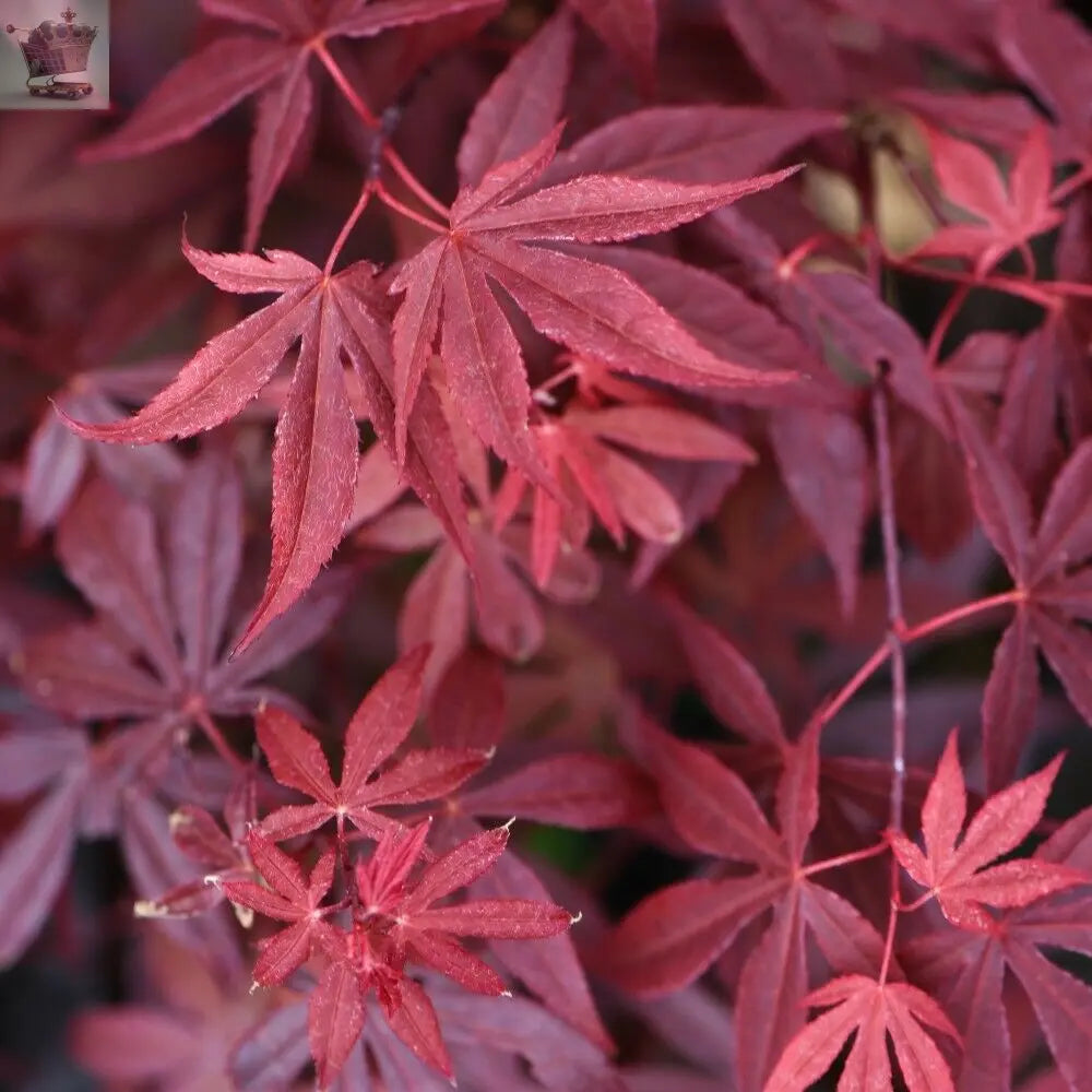 Acer Palmatum Atropurpureum Hardy Japanese Garden Maple Tree 9cm potted plant Gearcourt