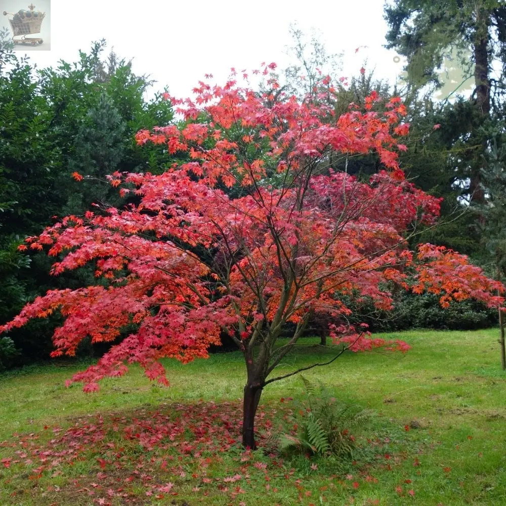 Acer Palmatum Atropurpureum Japanese Maple 3 Litre Pot Established Garden Plant - Royalcart