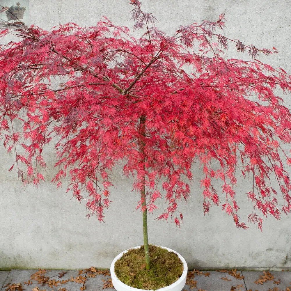 Acer Palmatum Hardy Tree Deciduous Garden Plant 'Emerald Lace' 9cm Pot Gearcourt