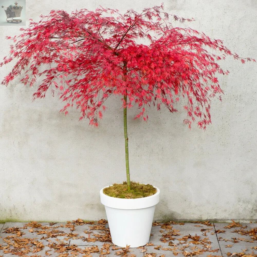 Acer Palmatum Hardy Tree Deciduous Garden Plant 'Emerald Lace' 9cm Pot Gearcourt