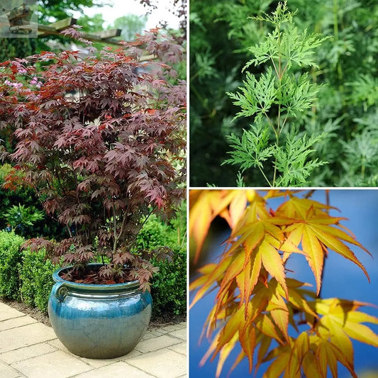 Acer palmatum Japanese Maples Set of 3 in 1.5L Pots - 3 x Acer Palmatum Maple Trees 'Atropurpureum', Katsura', Emerald Lace' - Supplied as Established Plants - Royalcart