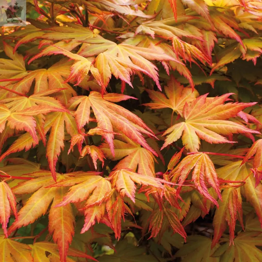 Acer palmatum Japanese Maples Set of 3 in 1.5L Pots - 3 x Acer Palmatum Maple Trees 'Atropurpureum', Katsura', Emerald Lace' - Supplied as Established Plants - Royalcart