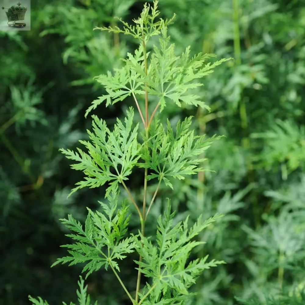 Acer palmatum Japanese Maples Set of 3 in 1.5L Pots - 3 x Acer Palmatum Maple Trees 'Atropurpureum', Katsura', Emerald Lace' - Supplied as Established Plants - Royalcart