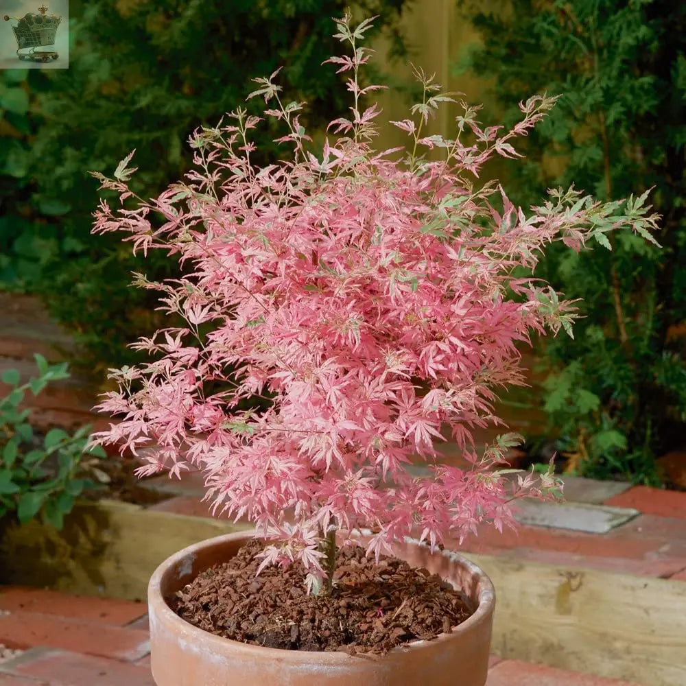 Acer palmatum Taylor - Japanese Maple | Large Outdoor Garden Ready Tree in Pot - Royalcart