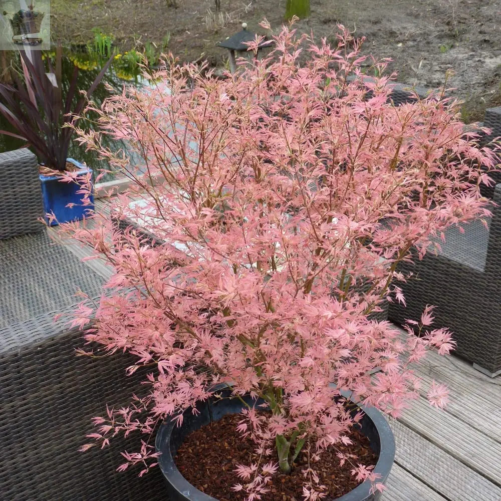 Acer palmatum Taylor - Japanese Maple | Large Outdoor Garden Ready Tree in Pot - Royalcart