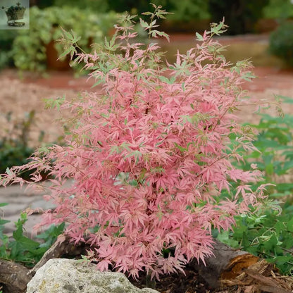 Acer palmatum Taylor - Japanese Maple | Large Outdoor Garden Ready Tree in Pot - Royalcart