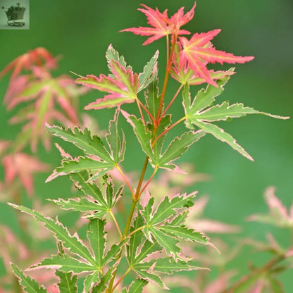 Acer palmatum Taylor - Japanese Maple | Large Outdoor Garden Ready Tree in Pot - Royalcart