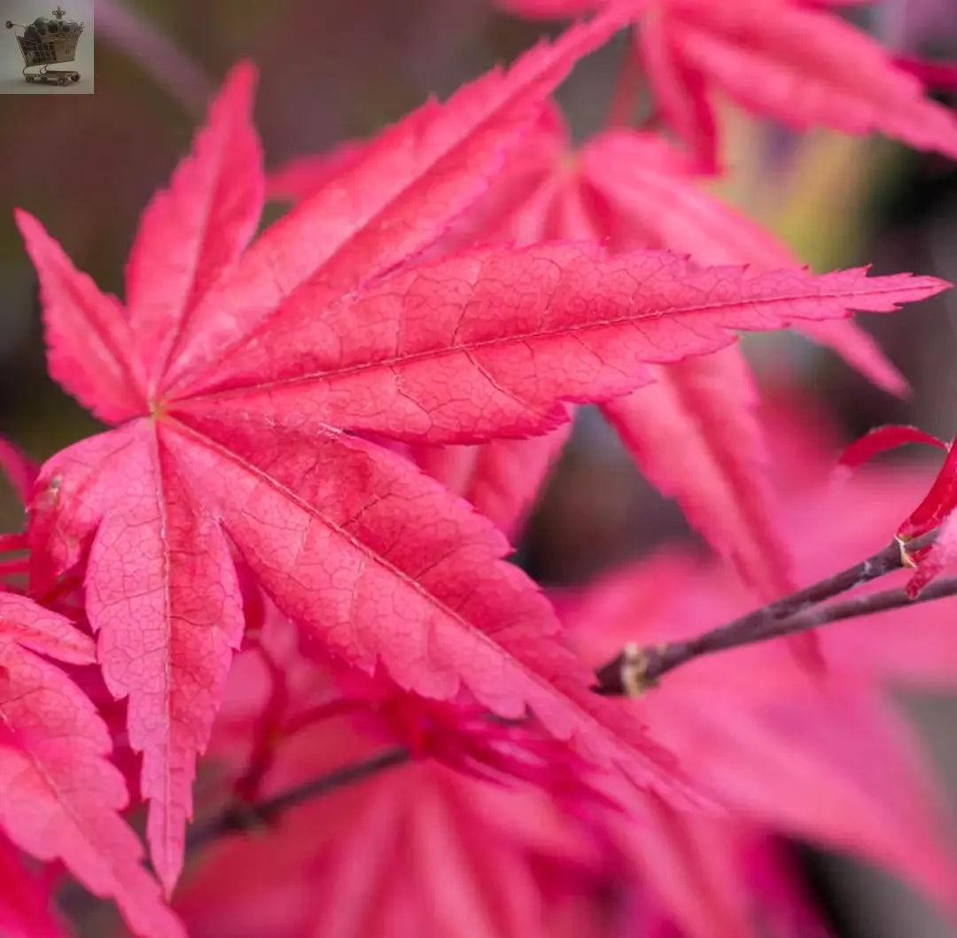 Acer palmatum 'Beni-Maiko' Japanese Maple Deciduous Garden Plant Tree in Pot - Royalcart