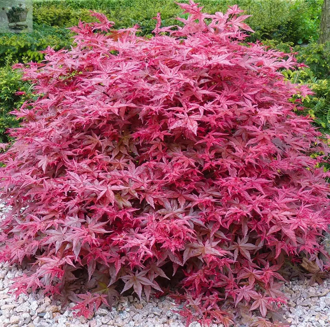 Acer palmatum 'Beni-Maiko' Japanese Maple Deciduous Garden Plant Tree in Pot - Royalcart