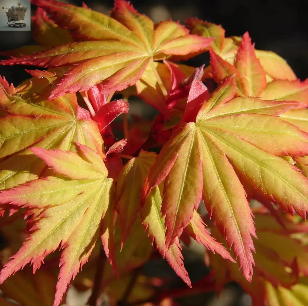 Acer palmatum 'Orange Dream' | Japanese Maple Deciduous Garden Plant Tree In Pot - Royalcart