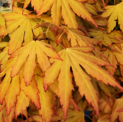 Acer palmatum 'Orange Dream' | Japanese Maple Deciduous Garden Plant Tree In Pot - Royalcart