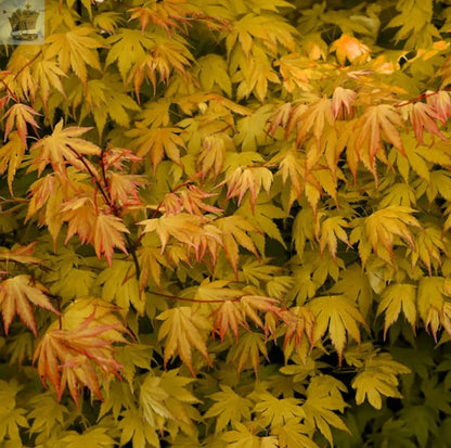 Acer palmatum 'Orange Dream' | Japanese Maple Deciduous Garden Plant Tree In Pot - Royalcart