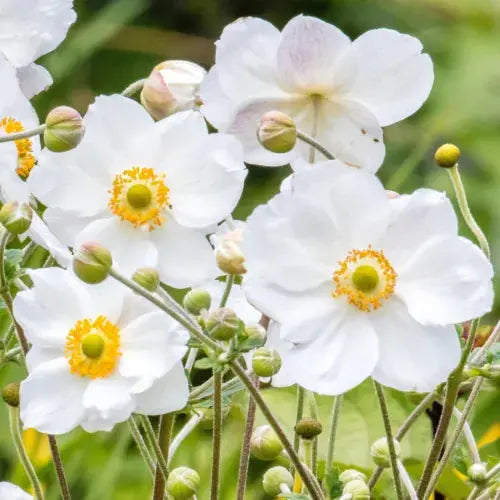 Anemone Plant Honorine Jobert - Japanese Anemone Royalcart