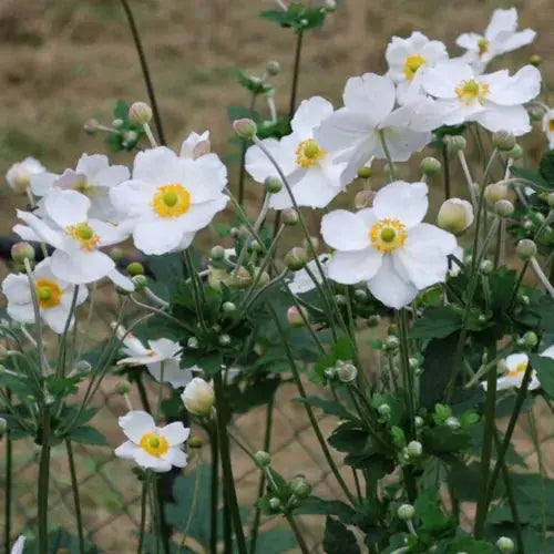 Anemone Plant Honorine Jobert - Japanese Anemone Royalcart