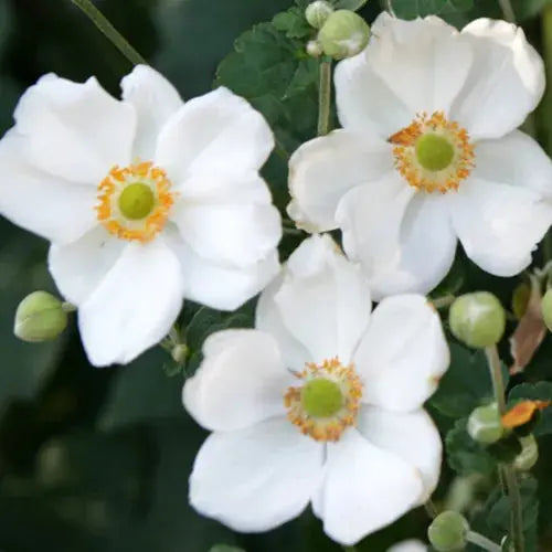 Anemone Plant Honorine Jobert - Japanese Anemone Royalcart