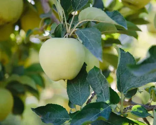 Apple Tree "Golden Delicious" - 1.4m in Height - Malus Apple Tree Ready to Plant Royalcart