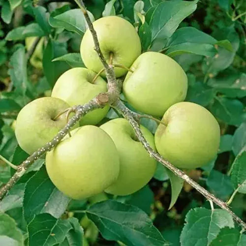 Apple Tree "Golden Delicious" - 1.4m in Height - Malus Apple Tree Ready to Plant Royalcart