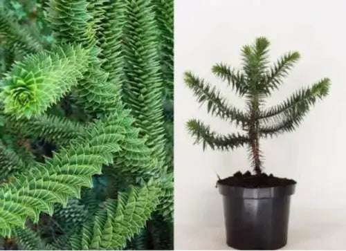 Araucaria Araucana Monkey Puzzle Tree 30-40cm Supplied in a 3 Litre Pot Royalcart