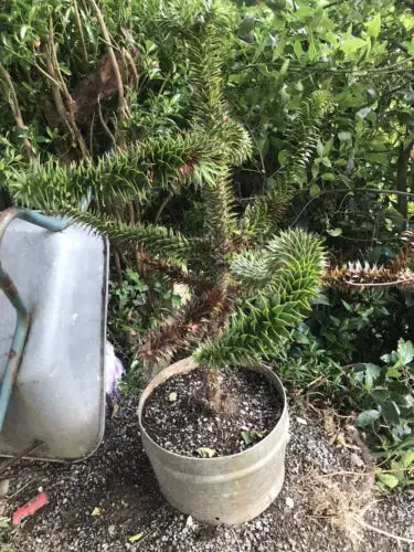 Araucaria Araucana Monkey Puzzle Tree 30-40cm Supplied in a 3 Litre Pot Royalcart