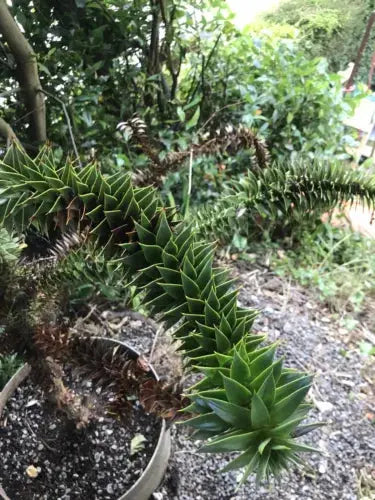 Araucaria Araucana Monkey Puzzle Tree 30-40cm Supplied in a 3 Litre Pot Royalcart