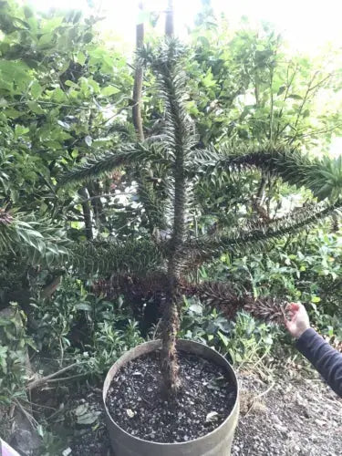 Araucaria Araucana Monkey Puzzle Tree 30-40cm Supplied in a 3 Litre Pot Royalcart