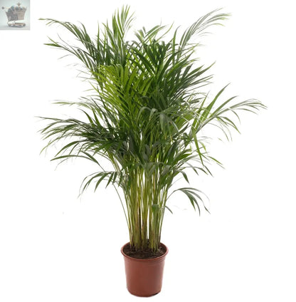 Areca Palm Large Indoor House Plant Real Tropical Exotic Evergreen Tall Plants Royalcart